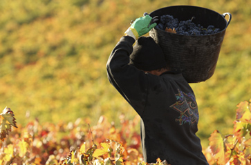 Comienza la vendimia Rioja Alavesa